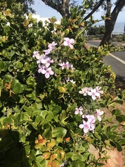 Barleria obtusa