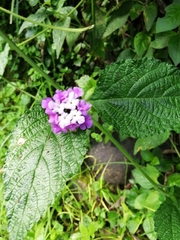 Lantana rugosa