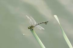 Sinictinogomphus clavatus