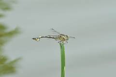 Sinictinogomphus clavatus