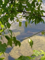 Moxostoma valenciennesi