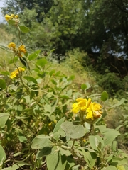 Phlomis viscosa