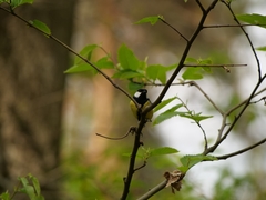 Parus major