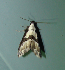 Nigetia formosalis