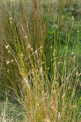 Juncus edgariae