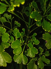 Polyscias balfouriana