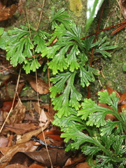 Selaginella doederleinii