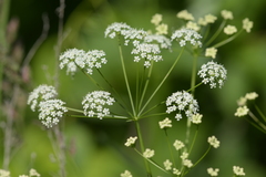 Perideridia americana