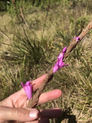 Watsonia densiflora
