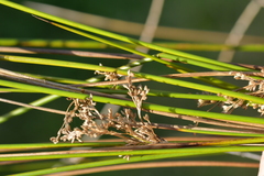 Juncus edgariae