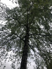 Betula pendula