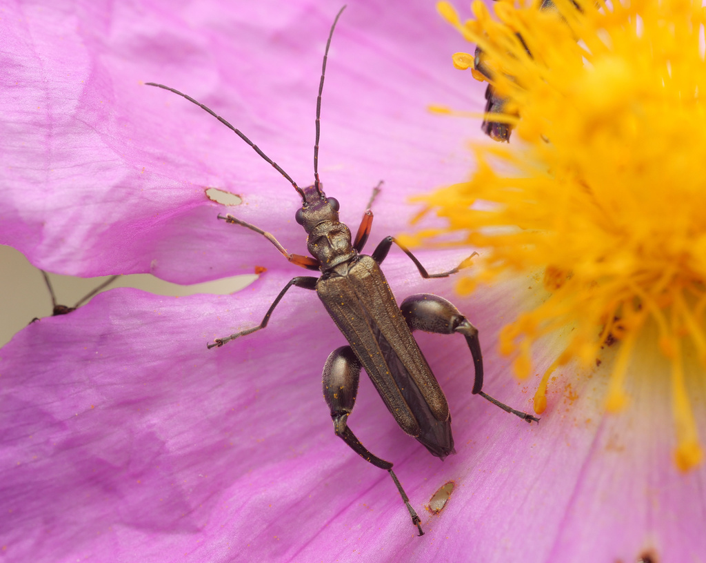 Yellow-legged Thick-legged Flower Beetle