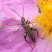 Yellow-legged Thick-legged Flower Beetle - Photo no rights reserved, uploaded by Philipp Hoenle