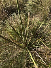 Watsonia densiflora