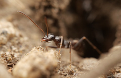 Proformica striaticeps