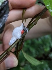 Okiscarta uchidae