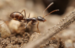 Proformica striaticeps