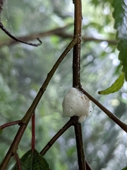 Okiscarta uchidae