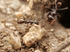Proformica striaticeps