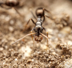Proformica striaticeps