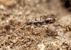 Proformica striaticeps