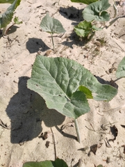 Petasites spurius