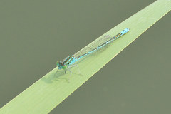 Paracercion hieroglyphicum