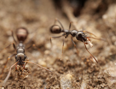 Proformica striaticeps