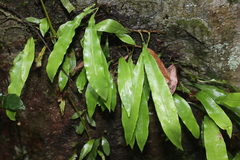 Pyrrosia lingua