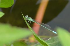 Paracercion hieroglyphicum