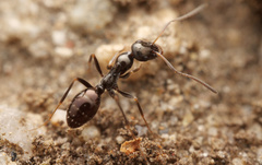 Proformica striaticeps