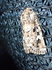 Ectopatria clavigera