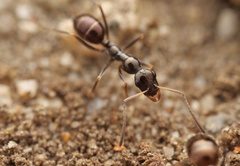 Proformica striaticeps