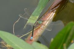 Paracercion hieroglyphicum