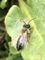 Andrena nigroaenea