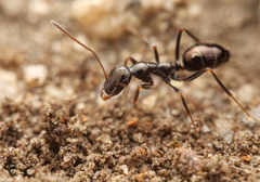 Proformica striaticeps