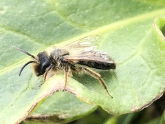 Andrena nigroaenea