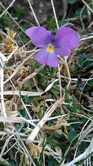 Viola dubyana