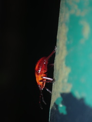 Eocanthecona furcellata
