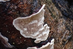 Earliella