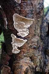 Earliella