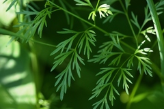 Perideridia americana