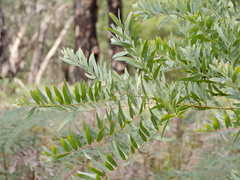 Acacia uncifolia