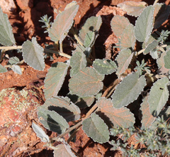 Sida fibulifera