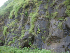 Adelocaryum lambertianum