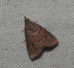 Nolasena ferrifervens