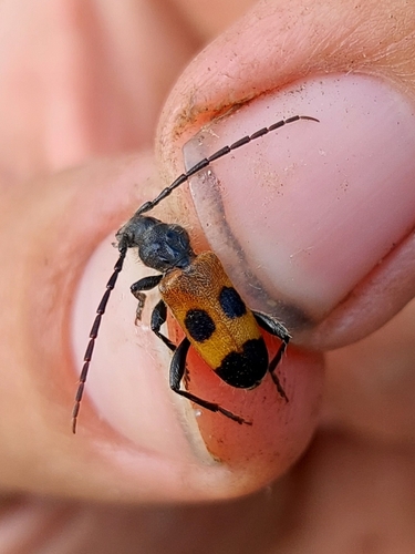 Semanotus russicus