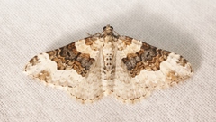 Epirrhoe galiata