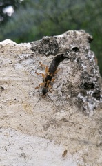 Cranopygia