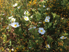 Cistus psilosepalus
